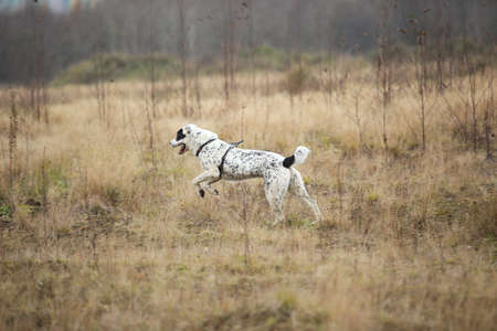 Side view a Central Asian Shepherd Dog. Alabai running on a autumn fieldの写真素材