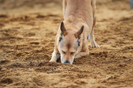 Portrait of a red mongrel dog lying in a filed looking down. Yellow, green, grass and background . Copy spaceの写真素材