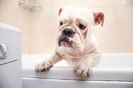 Portrait of an english bulldog in a bathroom. Dog taking a bubble bathの写真素材