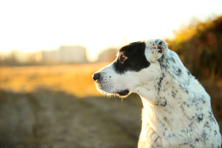 Close-up portrait of Central Asian Shepherd Dog. Alabai at walk on a autumn field at dawn