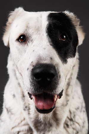 Close-up portrait of smiling with toungue out Central Asian Shepherd Dog looking at camera on gray...