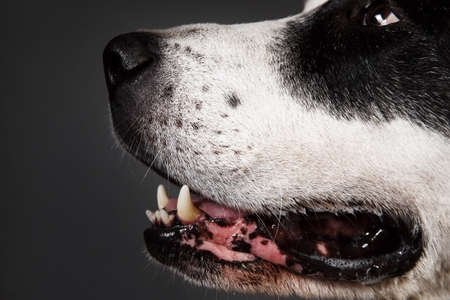 Close-up view at face of Central Asian Shepherd Dog. Macro shotの写真素材