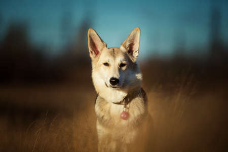 Close-up Portrait of mixed breed husky dog sitting on autumn field looking at camera.