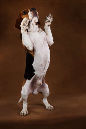 Portrait of american serious beagle dog standing on two paws and looking up against brown background...