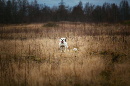 Portrait of big white happy smiling american bulldog walking on the counry road and looking at...