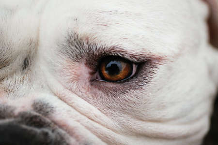 Close-up view at an eye of american bulldog. Macro shotの写真素材