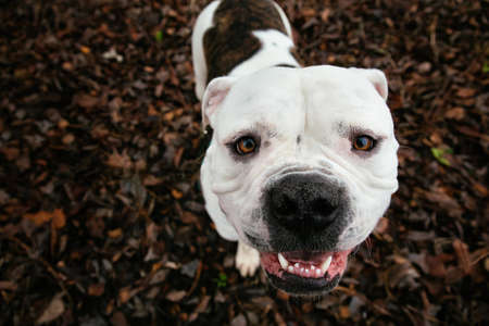 Portrait of big white happy smiling american bulldog sitting on the autumn medow and looking at camera.の写真素材