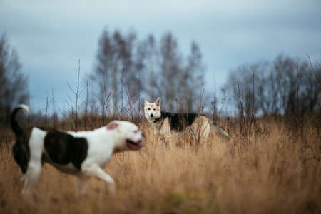 Front view at two big dogs geting to know each other at autumn field. Husky and american bulldogの写真素材