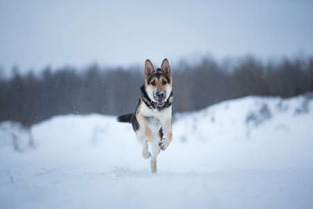 Purebred german shepherd jumps and runs at camera direction in winter on the snowの写真素材