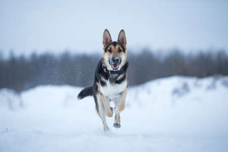 Purebred german shepherd jumps and runs at camera direction in winter on the snowの写真素材