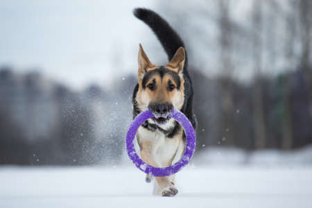 Purebred german shepherd jumps and runs at camera direction wuth puller in mouth in winter on the snowの写真素材