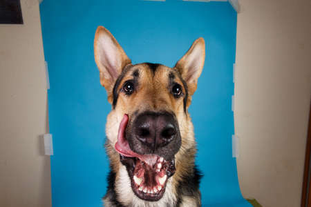 Close up portrait of a beautiful german shepherd dog on blue background. Studio shot. Grey and brown colored.の写真素材