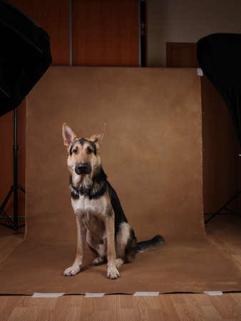 Portrait of a beautiful german shepherd dog sitting on brown background. Studio shot. Grey and black colored.の写真素材