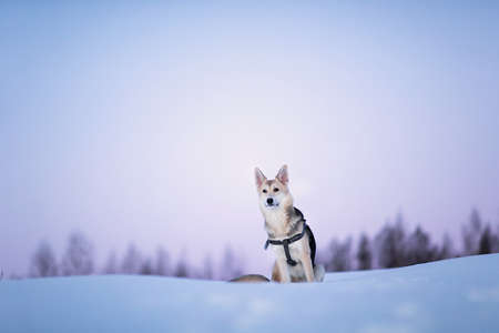 Portrait of happy mixed breed dog dog running and looking at camera on a winter field at twilight.の写真素材