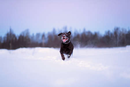 Portrait of a Beautiful chocolate labrador running at feild at camera outside at winter. Labrador in the snow.の写真素材