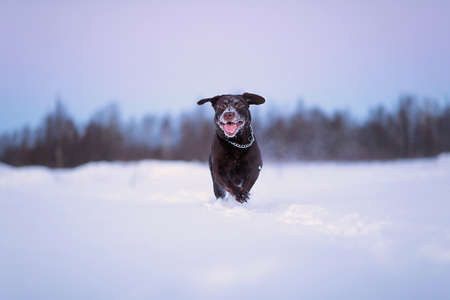 Portrait of a Beautiful chocolate labrador running at feild at camera outside at winter. Labrador in the snow.の写真素材