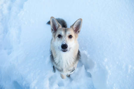 Portrait of happy mixed breed dog dog running and looking at camera on a winter field at dawn.