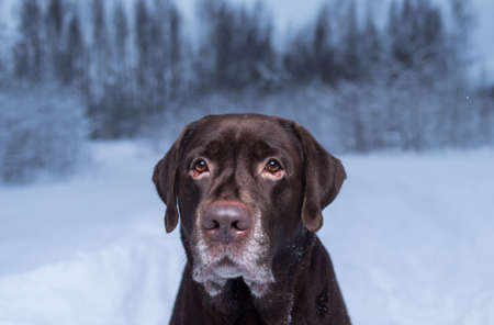 Portrait of a Chocolate labrador retriever dog sitting in the snowの写真素材