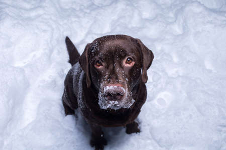 Portrait of a Chocolate labrador retriever dog sitting in the snowの写真素材