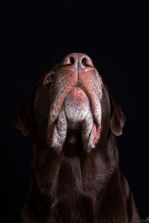 Face portrait of brown chocolate labrador retriever dog isolated on black background. Dog face close up. Young cute adorable brown labrador retriever.の写真素材