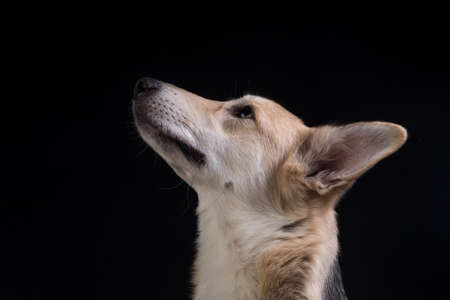Face portrait of mongrel shepherd dog isolated on black background. Dog face close up. Young cute...