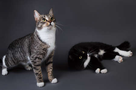 Portrait of two cute kittens a black kitten and gray stripped sitting on grey background in studio....