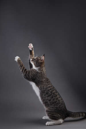 Portrait of playful kitten on grey background in studioの写真素材