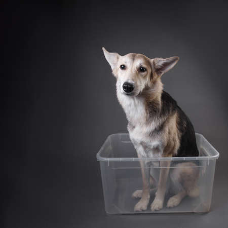 Studio shot of cute mixed breed husky dog sitting in transparent plastic container and waiting for a trip. the concept of movingの写真素材