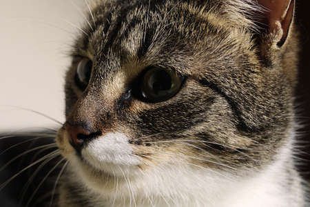 Close up portrait of a cute striped kitten. Indoor shootingの写真素材