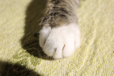 Close up view a at a cute striped kitten paw. Indoor shootingの写真素材