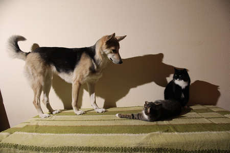 View at a curious mixed breed dog chasing striped kitten. indoor