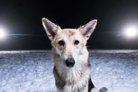 Portrait of mixed breed husky dog sitting on snow against the background of a polar winter night