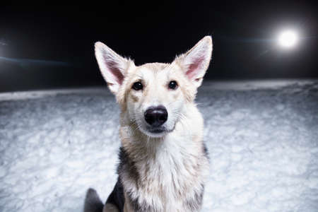 Portrait of mixed breed husky dog sitting on snow against the background of a polar winter night