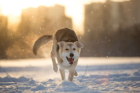 Portrait of a happy mixed breed shepherd dog running at camera direction with tongue out in snow at meadow in winter in sunsetの写真素材