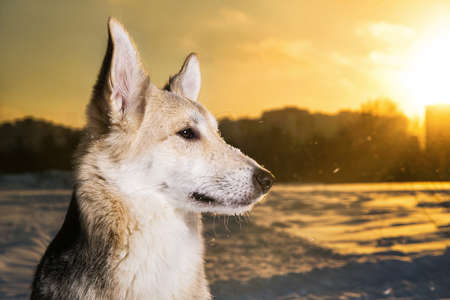 Close up portrait of a mongrel dog sitting on snow in winter at sunsetの写真素材