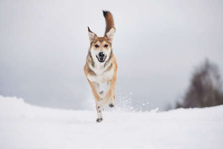 Close up portrait of a cute mixed breed dog in snowy winter. Dog running and having fun in the snowの写真素材