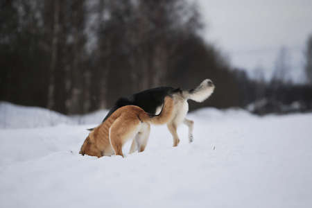Back view at two mongrel dogs digging and sniffing snow on winter meadow.