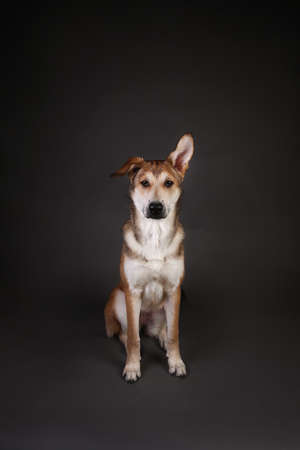 Close up Portrait of a cute mixed breed red haired dog on a gray background in the studioの写真素材