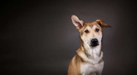 Close up Portrait of a cute mixed breed red haired dog on a gray background in the studioの写真素材
