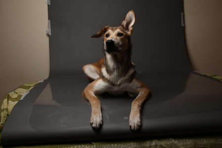 Close up Portrait of a cute mixed breed red haired dog on a gray background in the studioの写真素材
