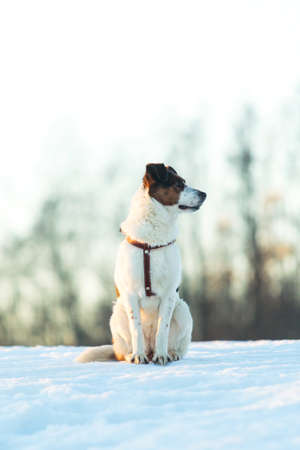 Portrait of a cute mixed breed dog running in snow on the fieldの写真素材