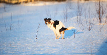 Side view at a mixed breed dog goes to the toilet