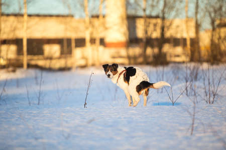Side view at a mixed breed dog goes to the toiletの写真素材