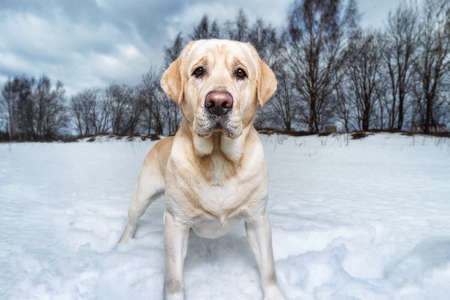 Close up portrait of a golden Labrador, at walk in snowy field. The dog is looking at camera. Cloudy...