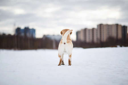 Close up portrait of a golden Labrador, at walk in snowy field. The dog is looking at camera. Cloudy...