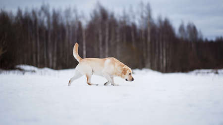 Close up portrait of a golden Labrador, at walk in snowy field. The dog is looking at camera. Cloudy...