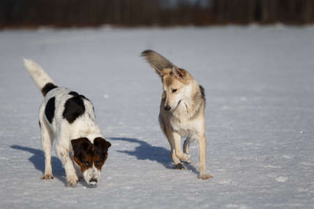 Two funny dogs playing together on winter snow field, outdoors.
