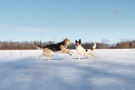 Two cute dogs fighting and playing on winter field in snow