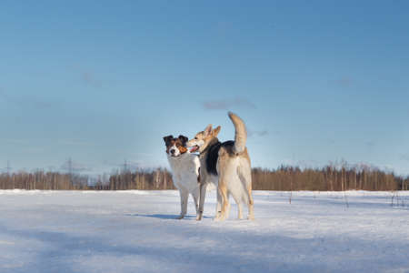 Two funny dogs running to each other on winter snow field, outdoors.