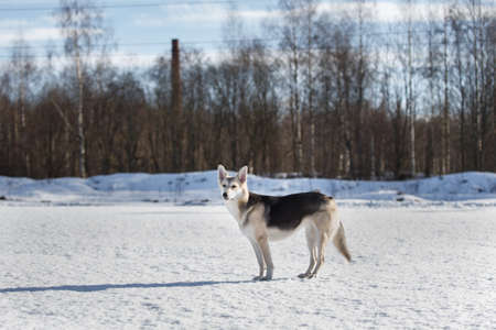 Cute dog at walk at nature in winter field.